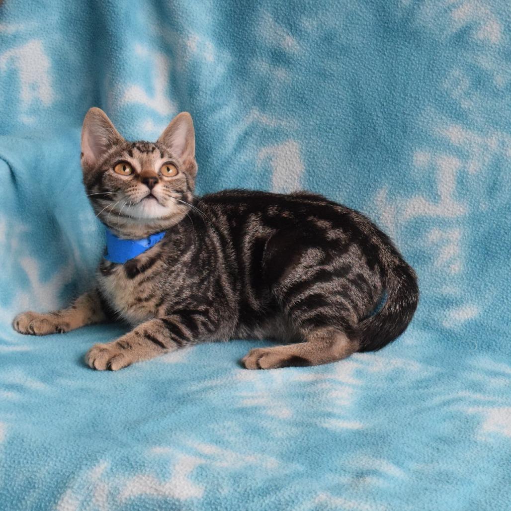 Lapis, a Adoptable Domestic Short Hair in Eureka, CA image 1/3