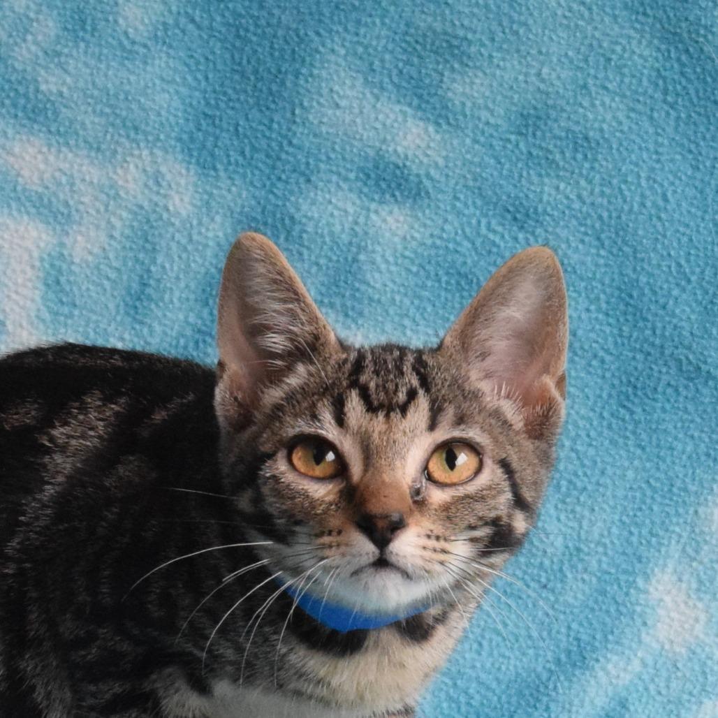 Lapis, a Adoptable Domestic Short Hair in Eureka, CA image 2/3