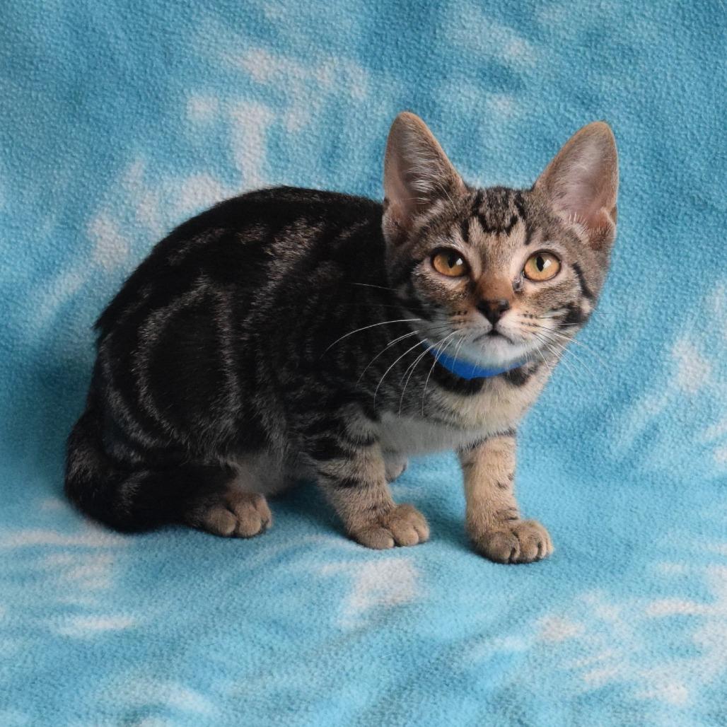 Lapis, a Adoptable Domestic Short Hair in Eureka, CA image 3/3