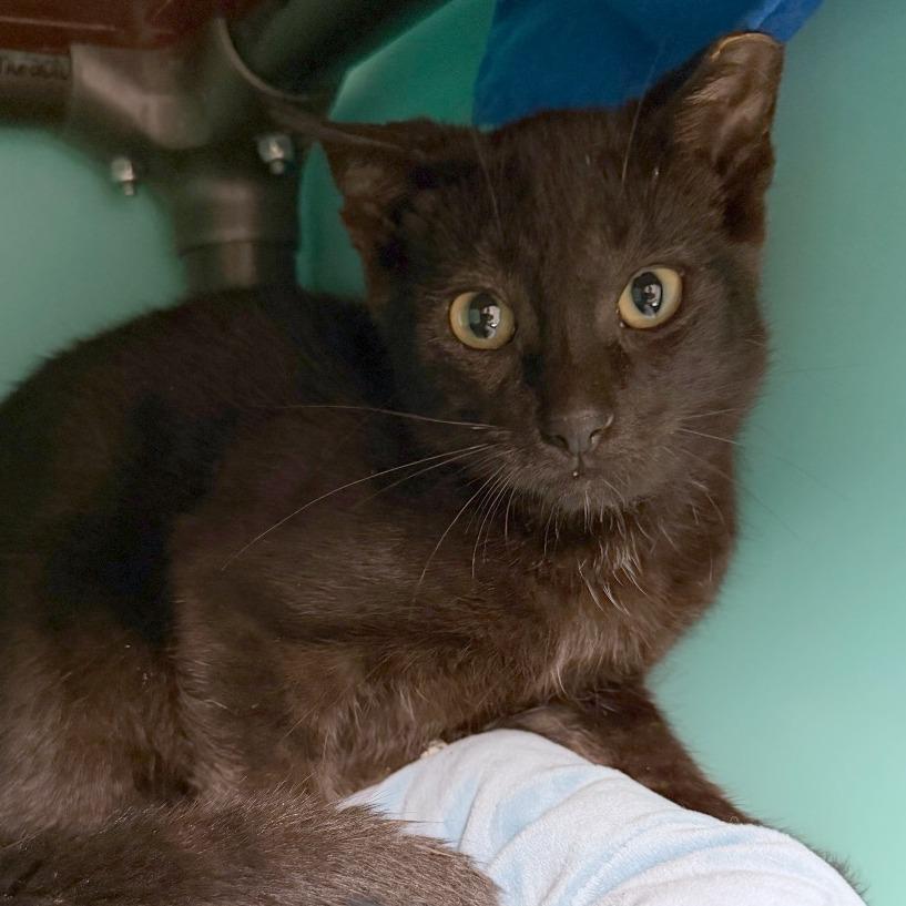 Griffin, Adoptable, Kitten Male Domestic Short Hair.