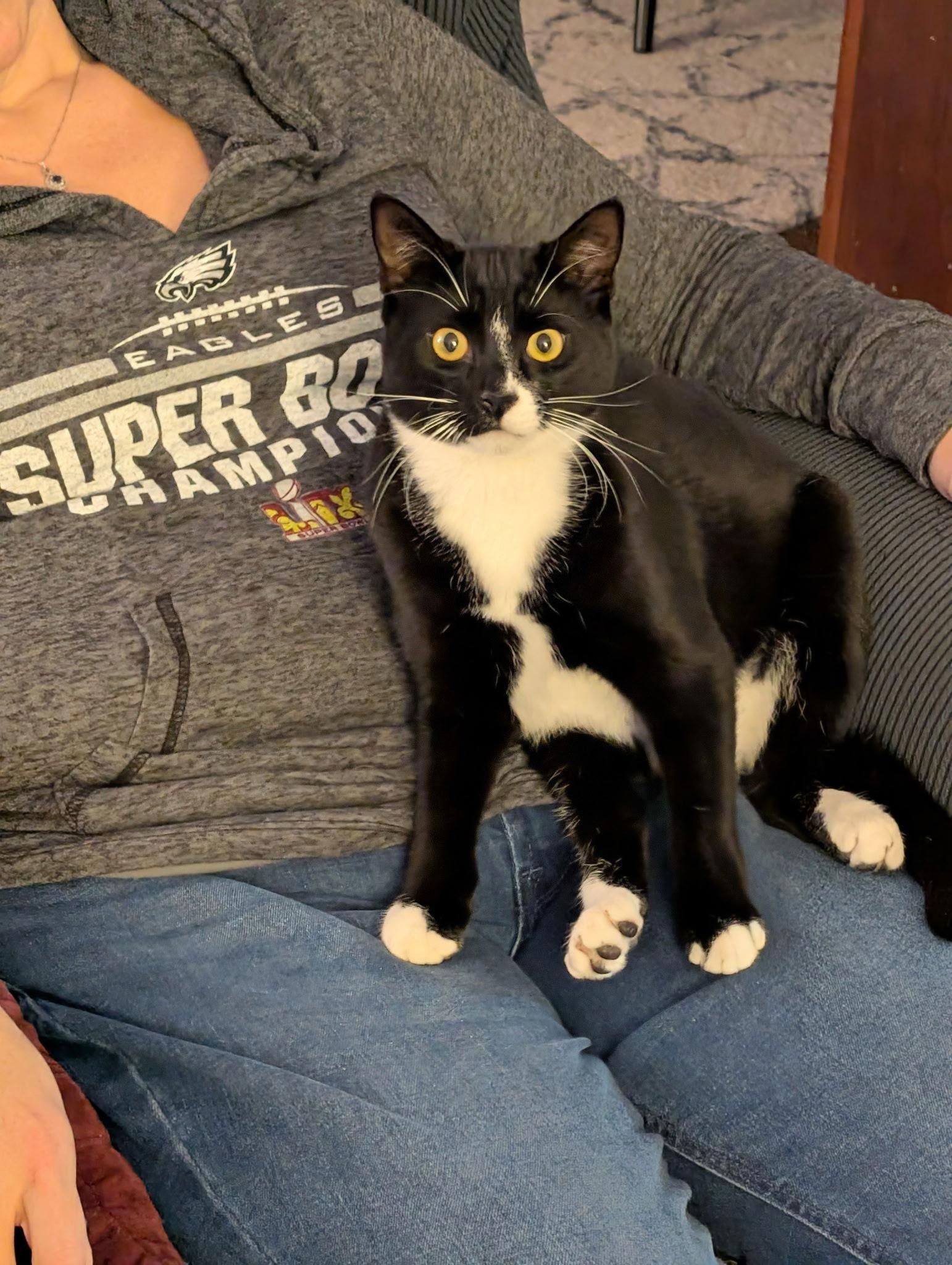 Enlarge Jinx, a Adoptable Domestic Short Hair in Stewartsville, NJ image 1/3