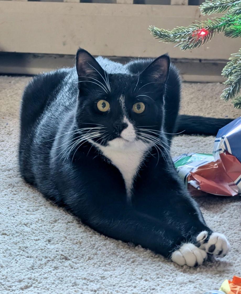 Enlarge Jinx, a Adoptable Domestic Short Hair in Stewartsville, NJ image 2/3