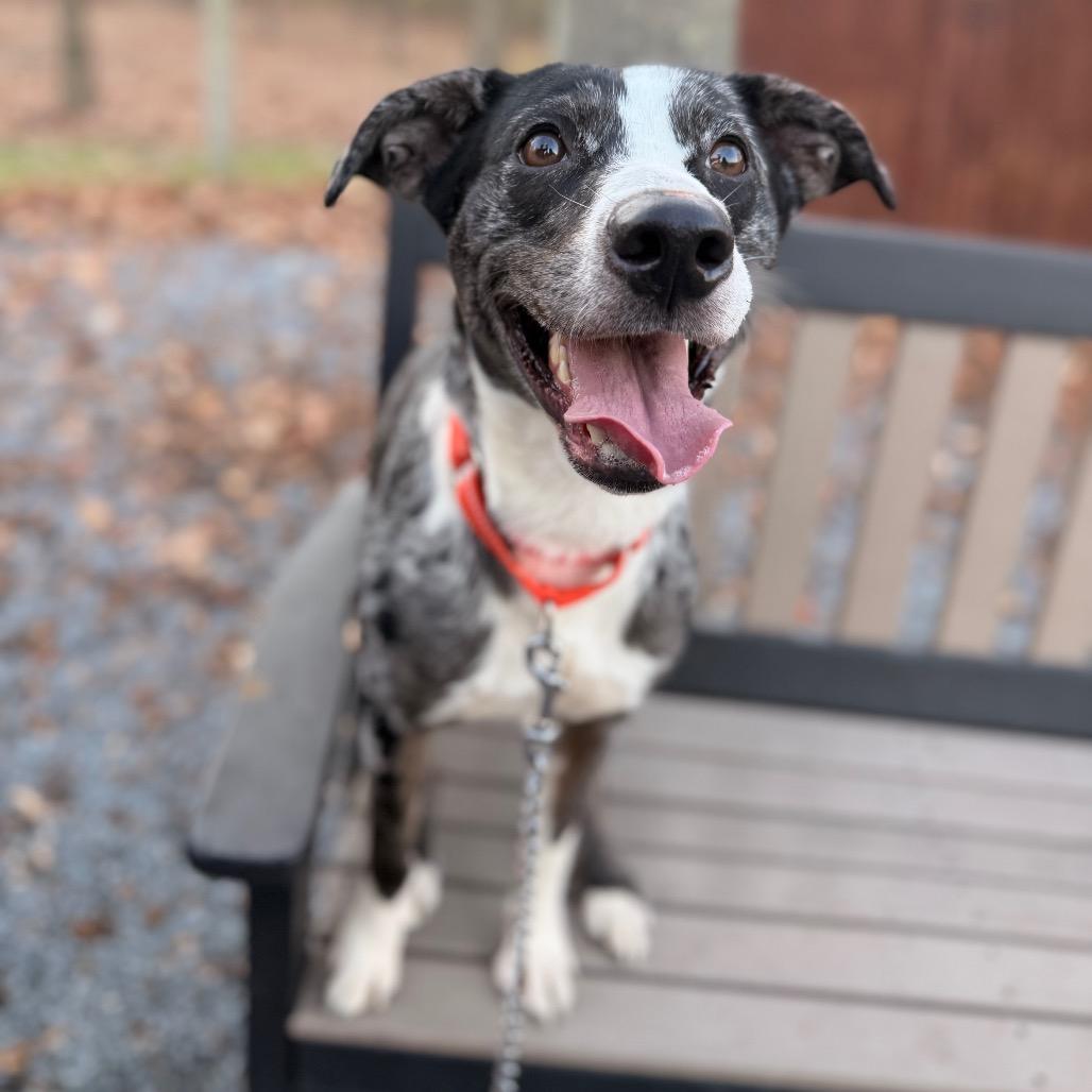 Matty, Adoptable, Adult Male Mixed Breed.