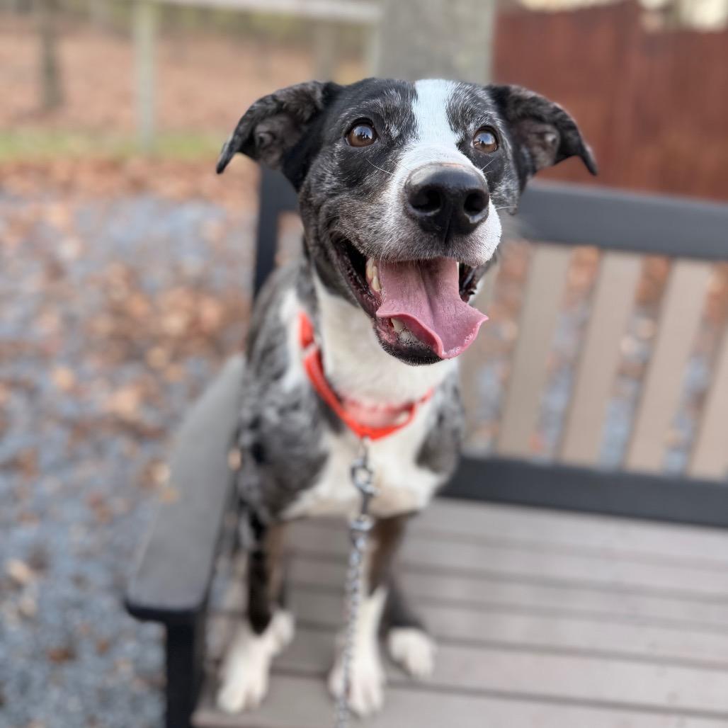 Enlarge Matty, a Adoptable Mixed Breed in Birdsboro, PA image 2/6