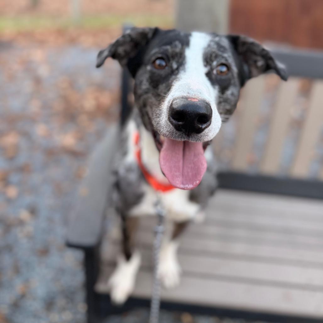 Enlarge Matty, a Adoptable Mixed Breed in Birdsboro, PA image 3/6
