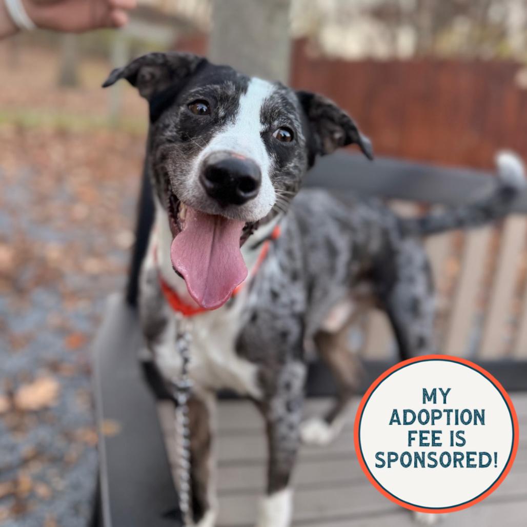 Enlarge Matty, a Adoptable Mixed Breed in Birdsboro, PA image 4/6