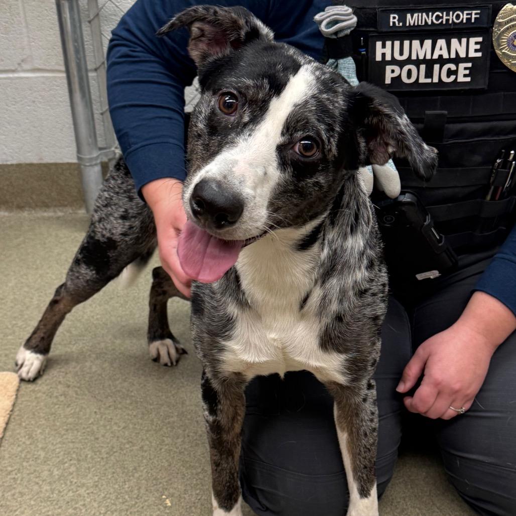 Enlarge Matty, a Adoptable Mixed Breed in Birdsboro, PA image 5/6