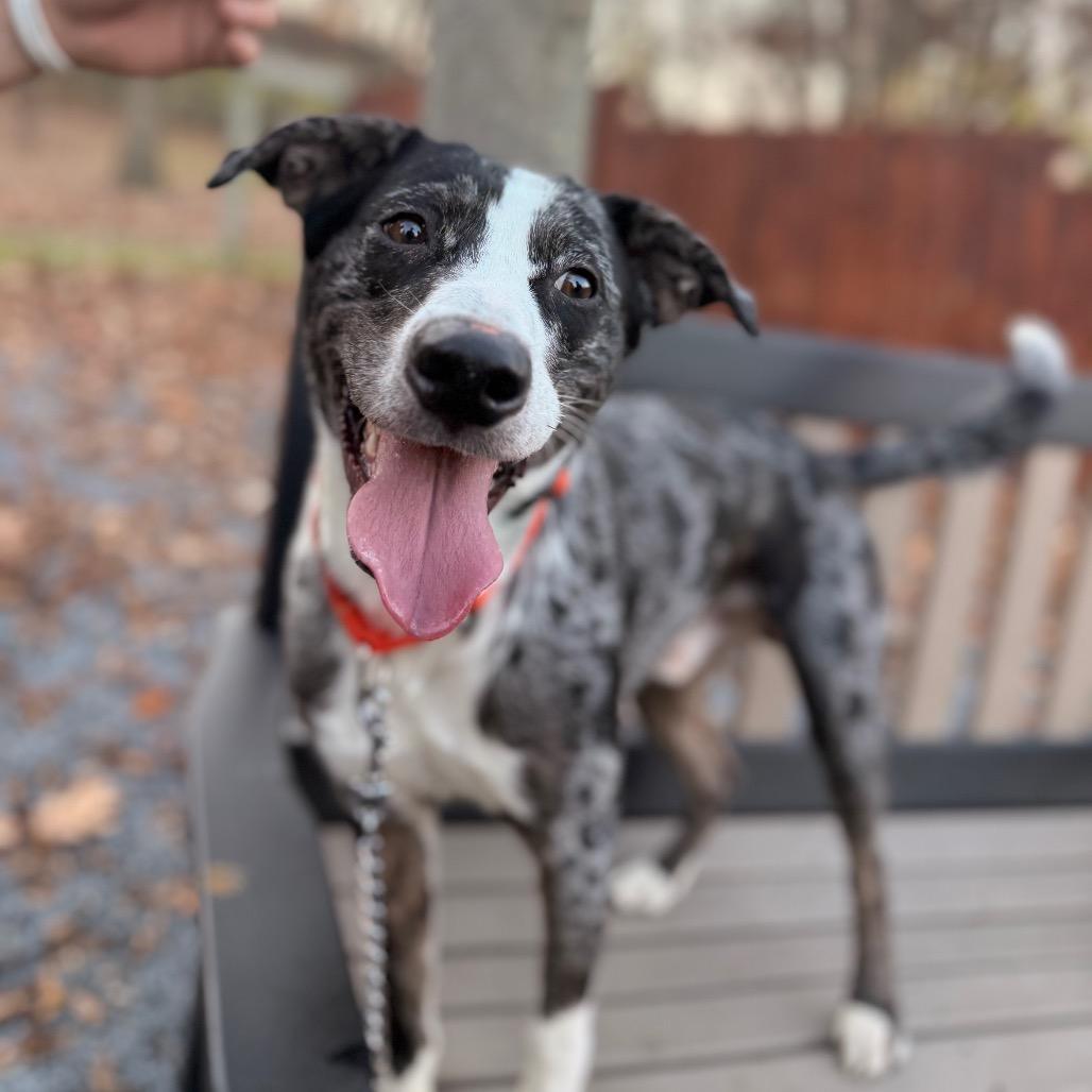 Enlarge Matty, a Adoptable Mixed Breed in Birdsboro, PA image 6/6