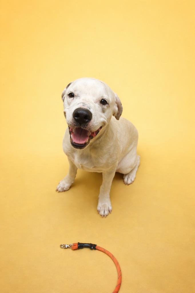 Dexter, Adoptable, Young Male Terrier.