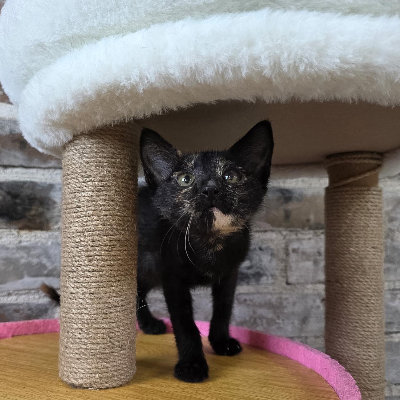 Enlarge Francine, a Adoptable Domestic Short Hair in New Orleans, LA image 1/1