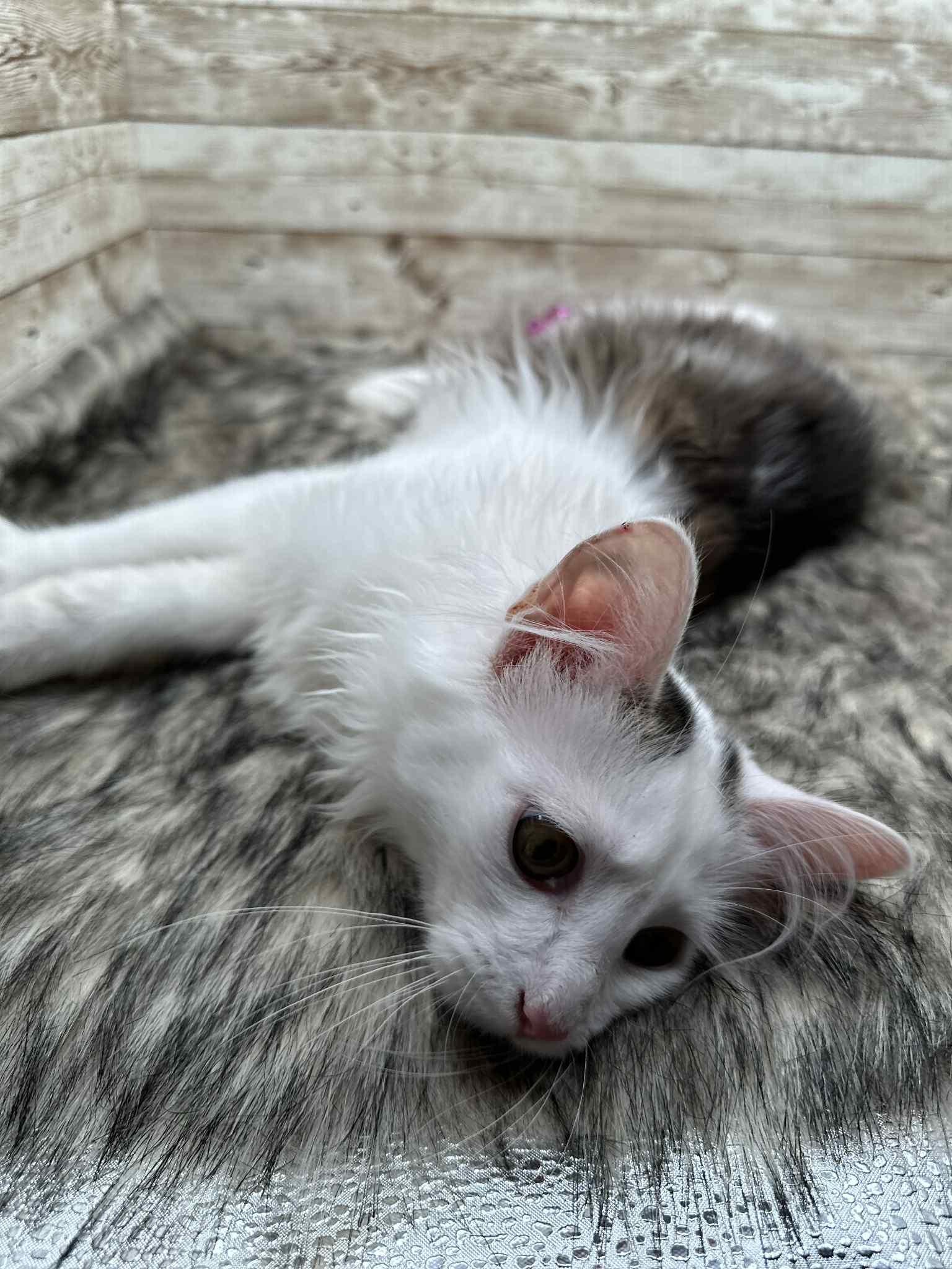 Murphy