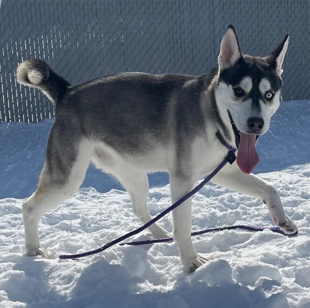 Enlarge Orson, a ADOPTABLE mixed breed in Frankfort, KY image 3/4