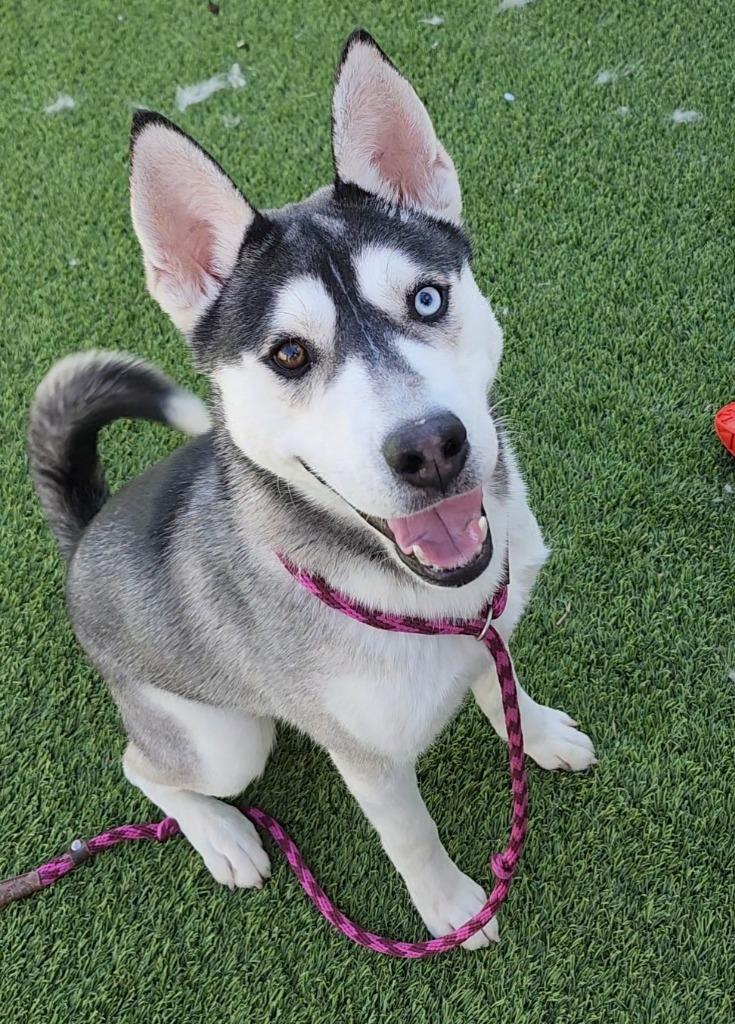 Orson, ADOPTABLE, Young Male Husky & Mixed Breed.
