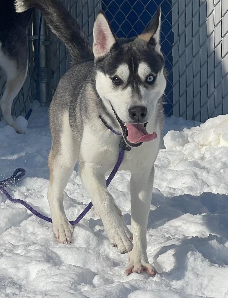 Enlarge Orson, a ADOPTABLE mixed breed in Frankfort, KY image 2/4