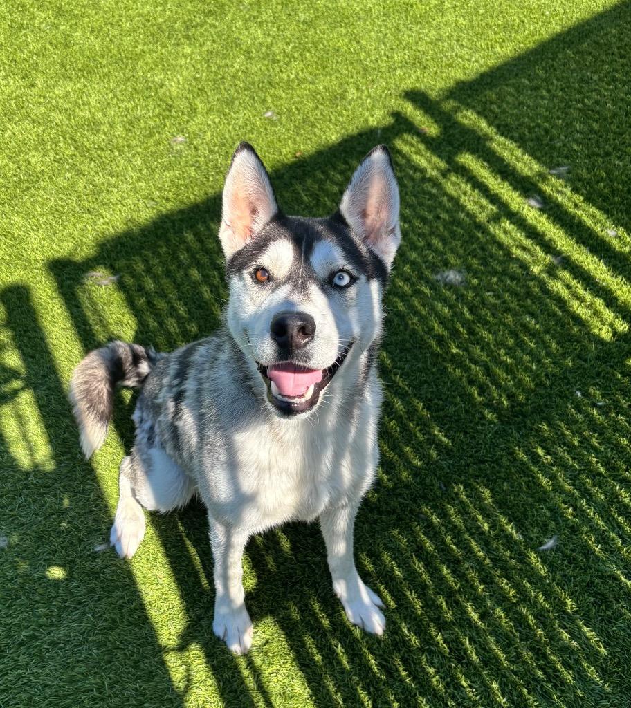 Enlarge Orson, a ADOPTABLE mixed breed in Frankfort, KY image 5/5