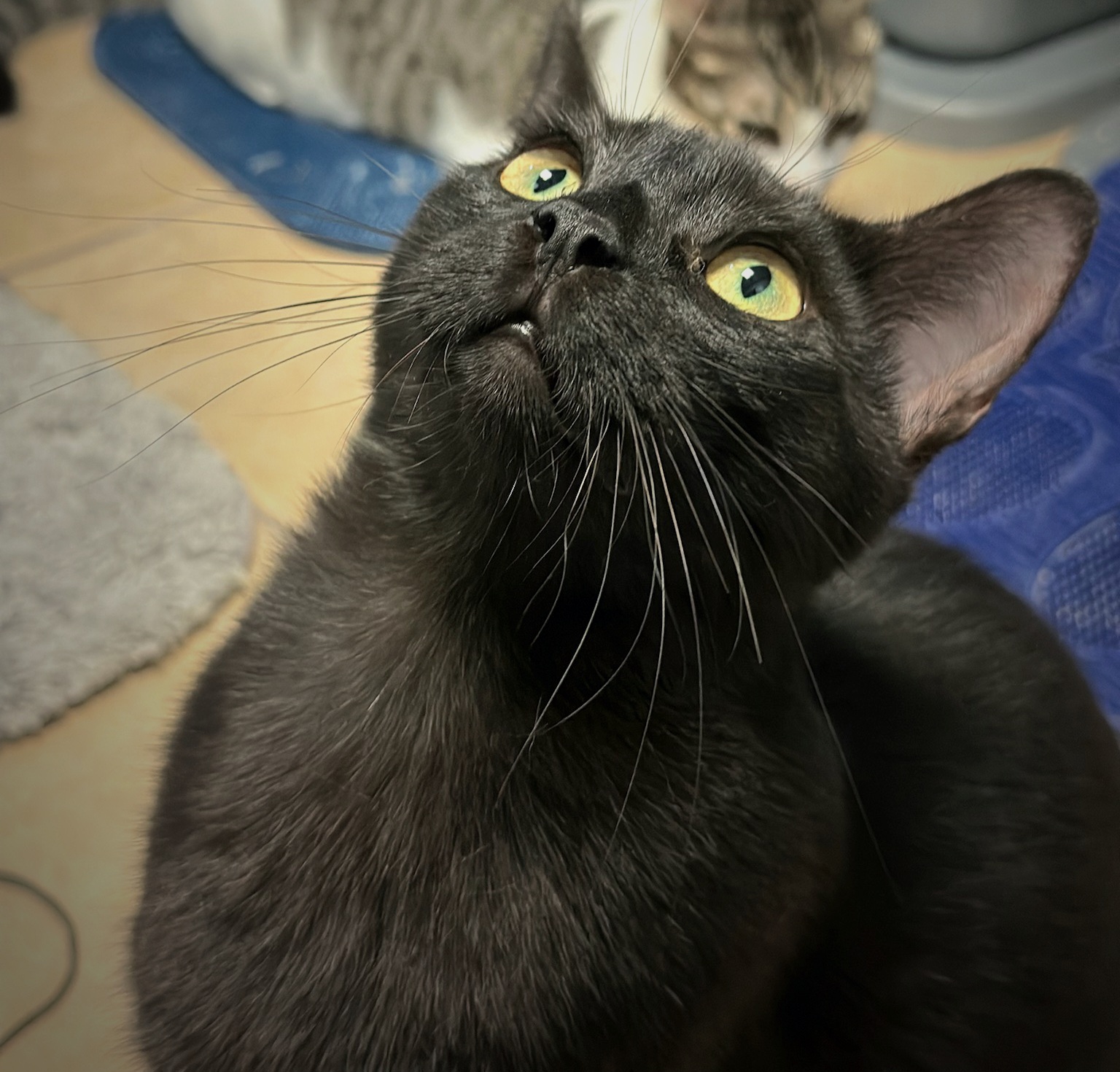 Enlarge Jet, a Adoptable Domestic Short Hair in Boiling Springs, PA image 2/4