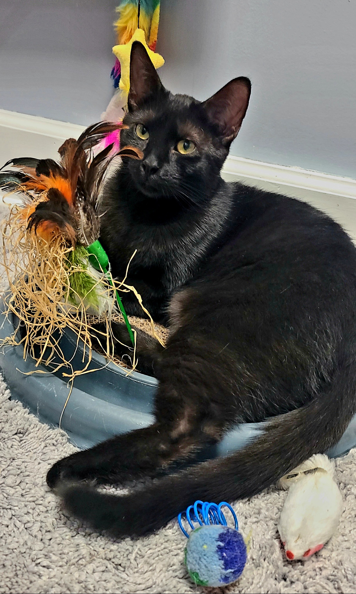 Enlarge Jet, a Adoptable Domestic Short Hair in Boiling Springs, PA image 1/4