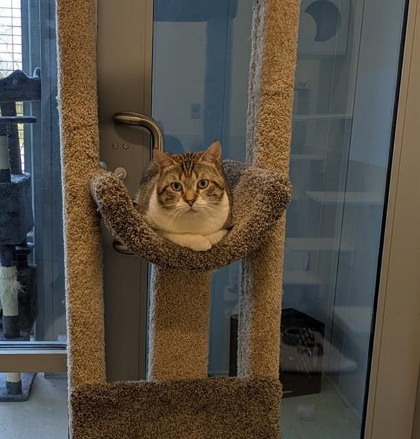 Enlarge OTTO, a Adoptable Domestic Short Hair in Leesburg, VA image 1/1