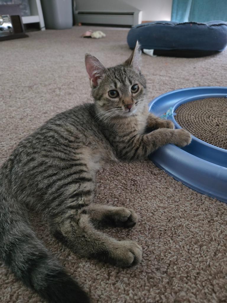 Enlarge Fern, a Adoptable mixed breed in Brainardsville, NY image 1/5