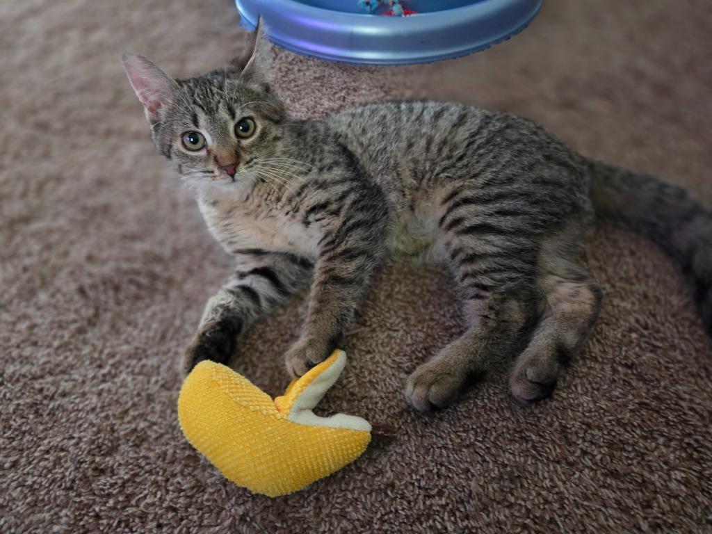 Enlarge Fern, a Adoptable mixed breed in Brainardsville, NY image 2/5
