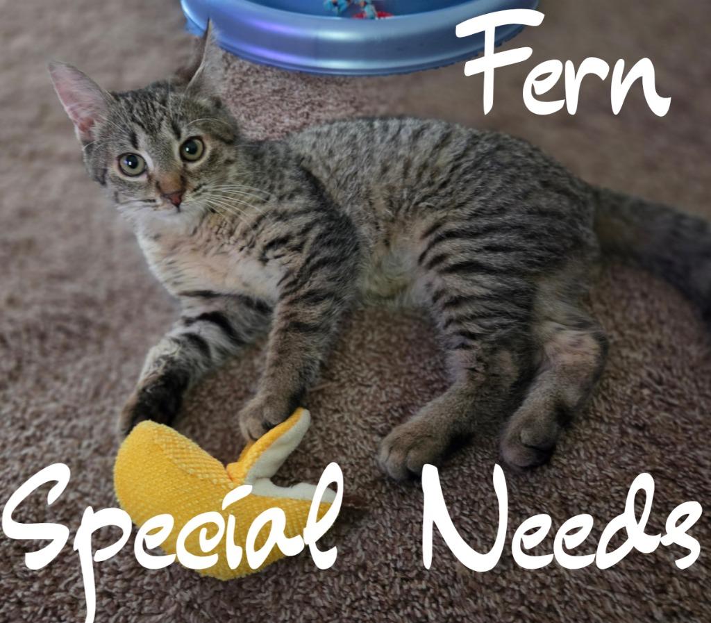 Enlarge Fern, a Adoptable mixed breed in Brainardsville, NY image 3/5