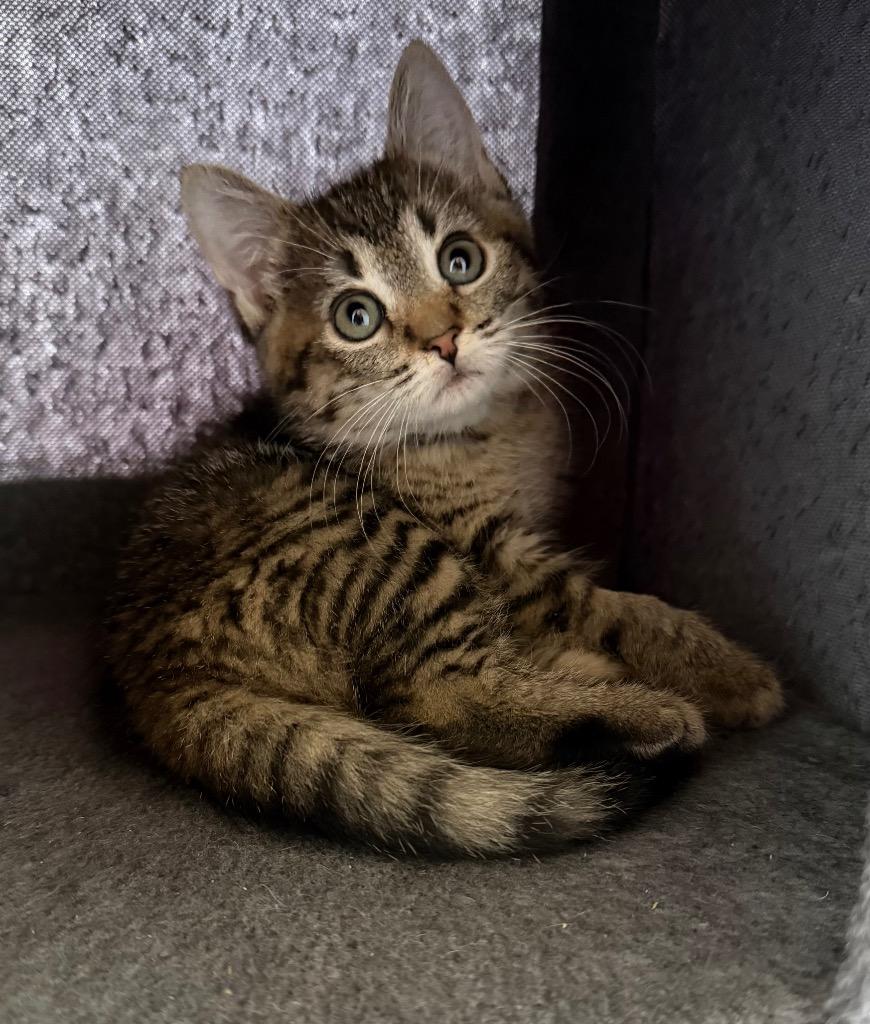 Enlarge Fern, a Adoptable mixed breed in Brainardsville, NY image 5/5