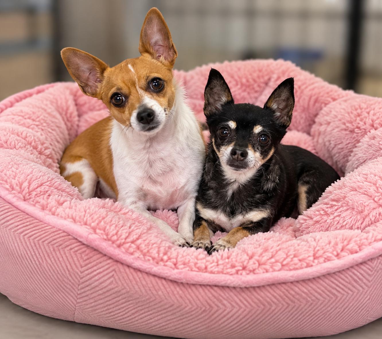 Enlarge Chloe & Ellie, a Adopted Chihuahua in Momence, IL image 1/1