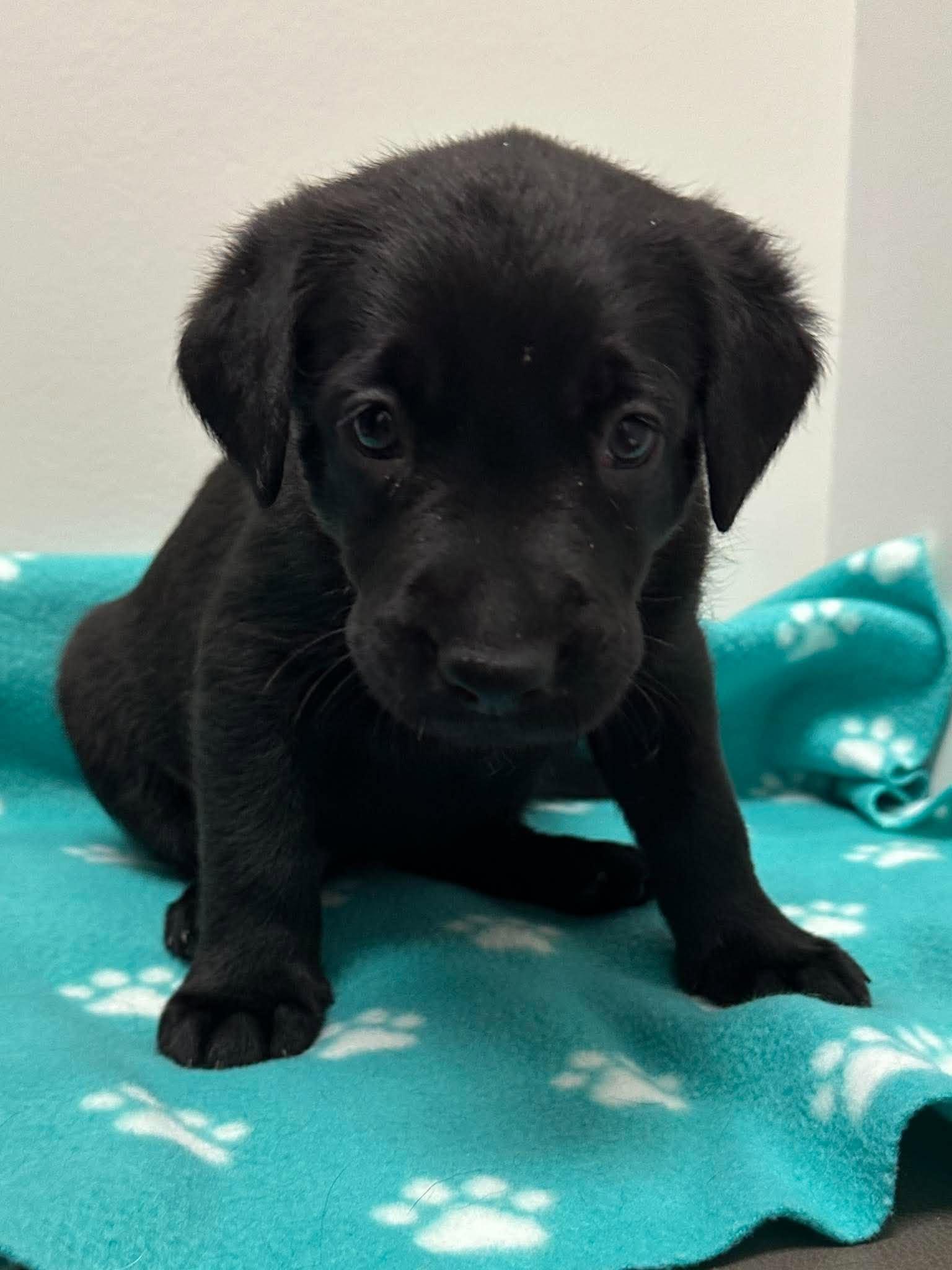 Enlarge Winslow, a Adoptable mixed breed in Mississauga, ON image 5/5
