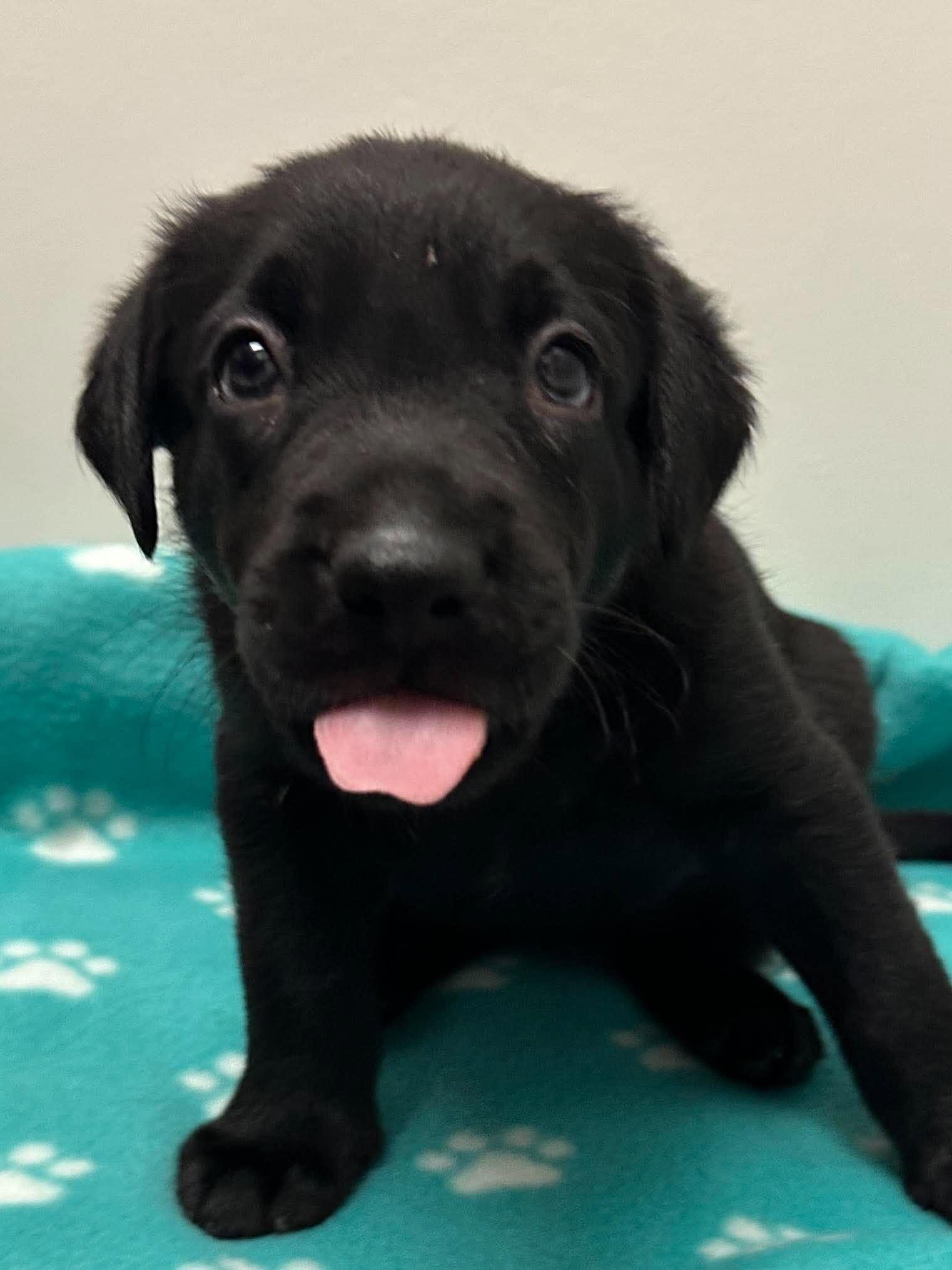 Enlarge Winslow, a Adoptable mixed breed in Mississauga, ON image 4/5