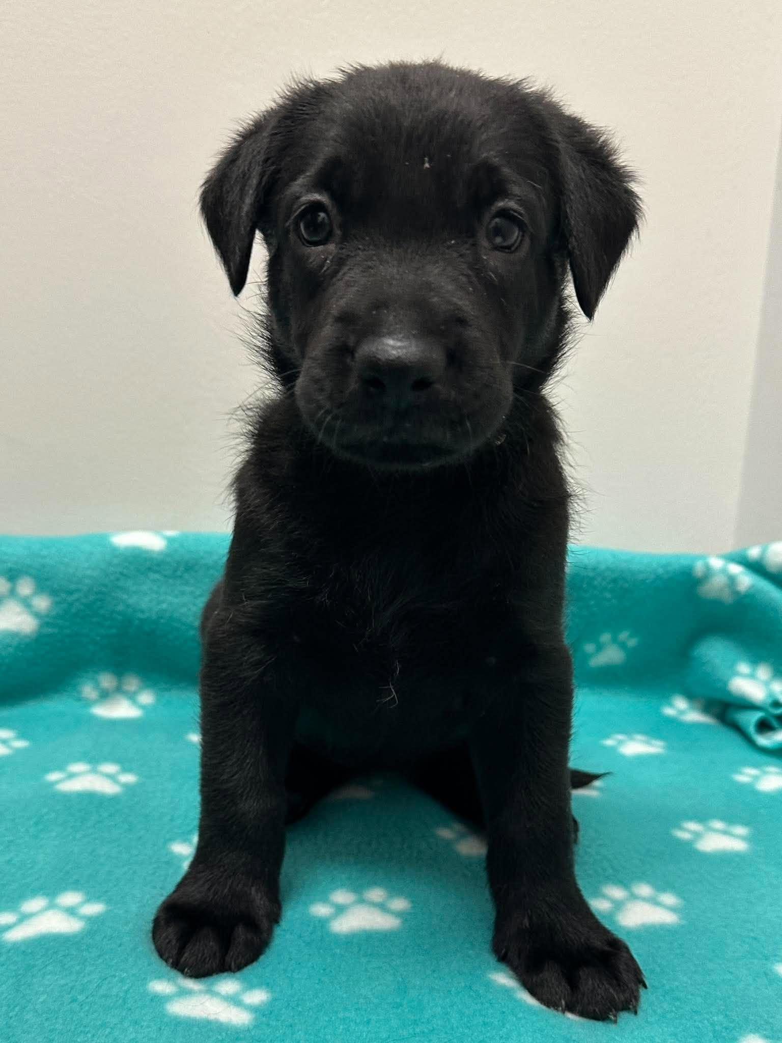 Winslow - Adoption Pending, Adoptable, Puppy Female Labrador Retriever & Aussiedoodle.