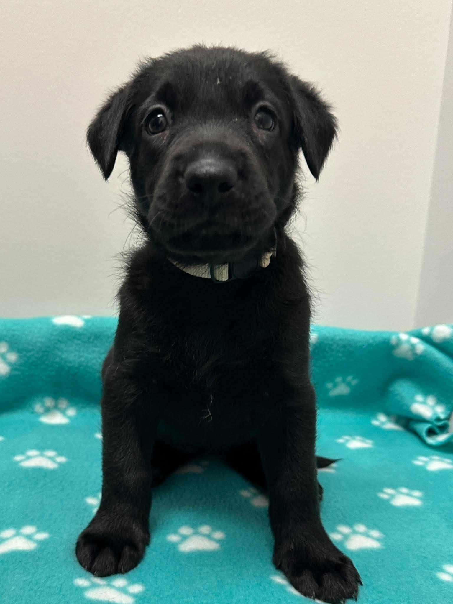 Enlarge Winslow, a Adoptable mixed breed in Mississauga, ON image 3/5