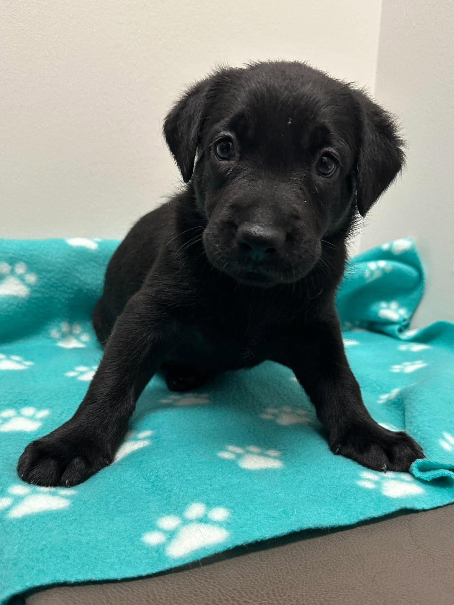 Enlarge Winslow, a Adoptable mixed breed in Mississauga, ON image 2/5