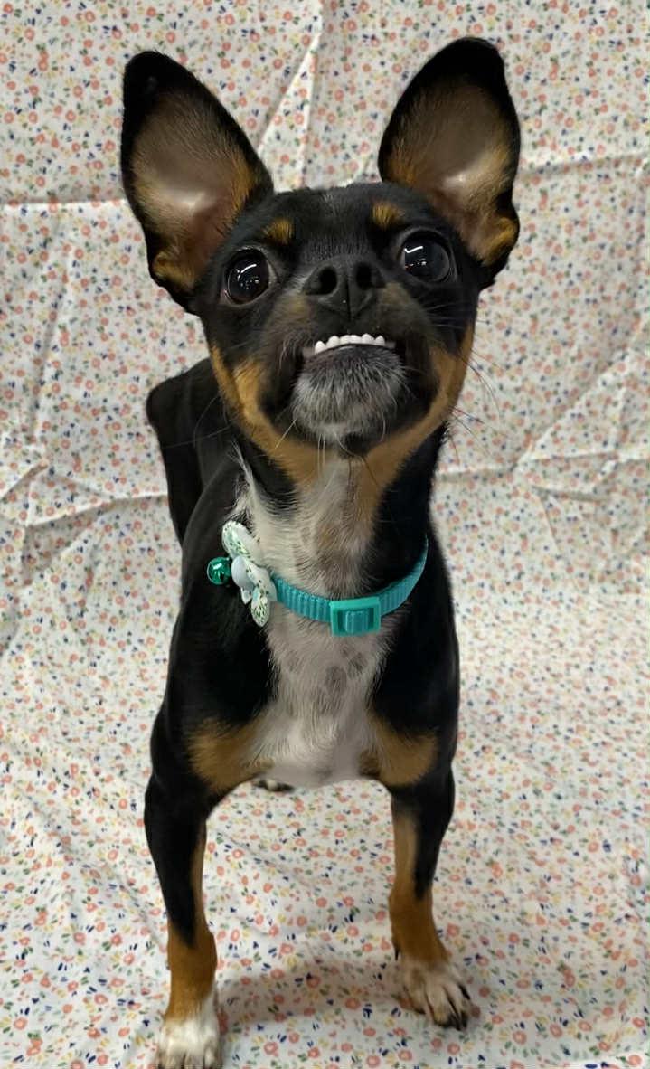 Enlarge Jane, a Adopted mixed breed in Somerset, KY image 2/4