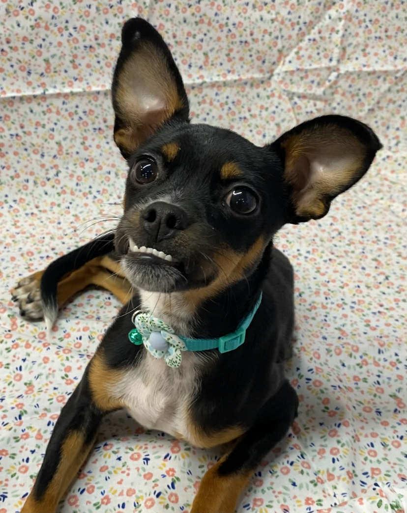 Enlarge Jane, a Adopted mixed breed in Somerset, KY image 3/4