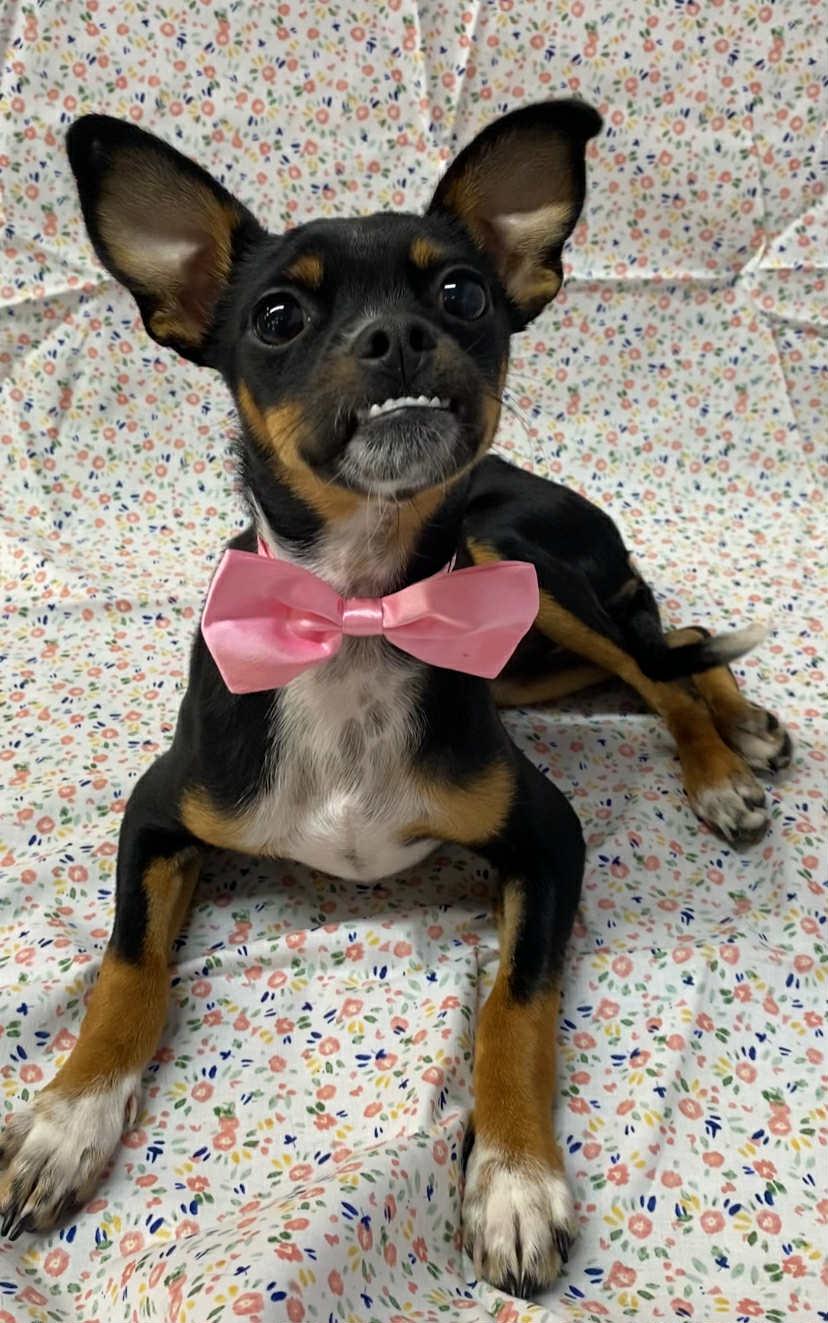 Enlarge Jane, a Adopted mixed breed in Somerset, KY image 4/4