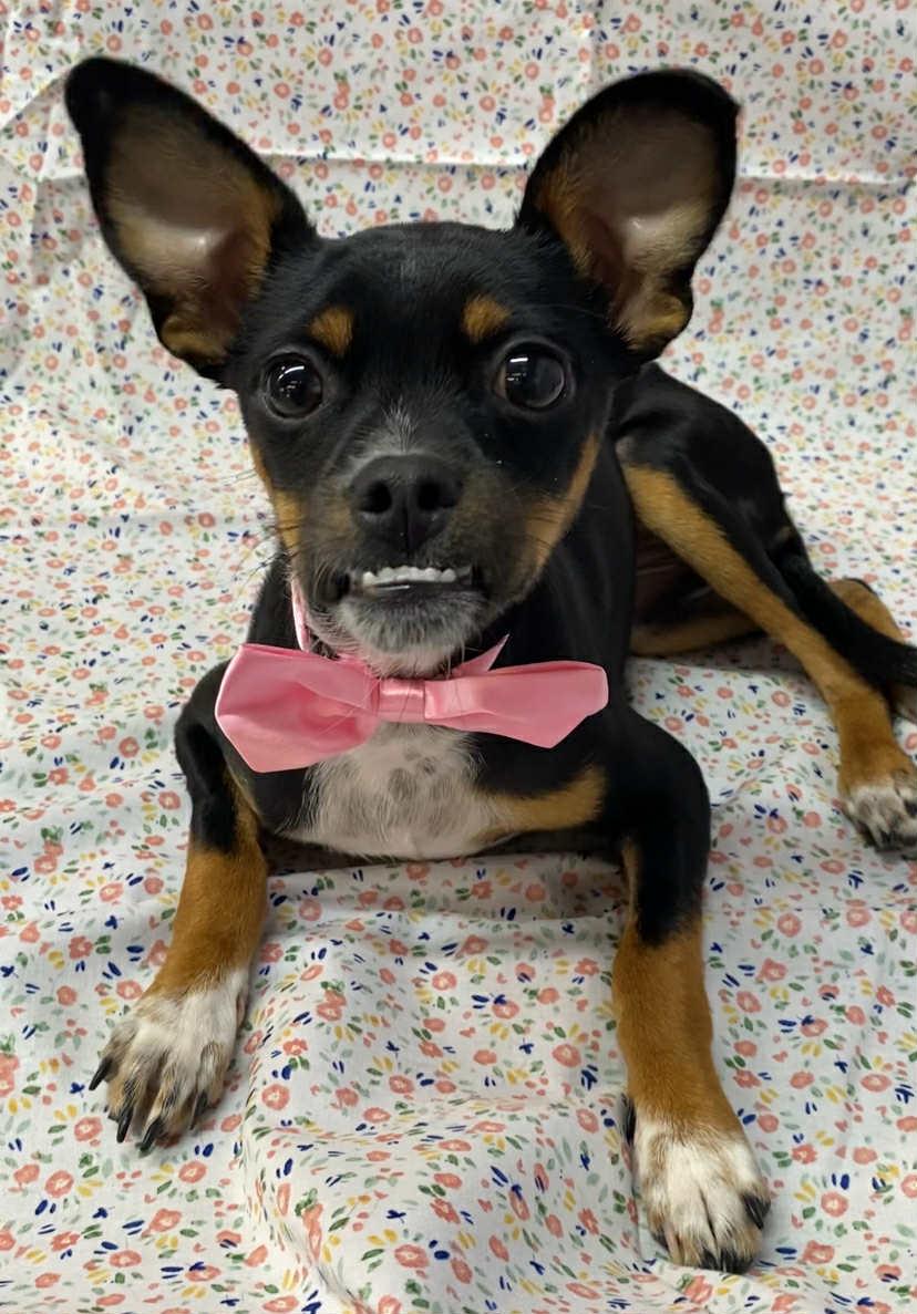 Enlarge Jane, a Adopted mixed breed in Somerset, KY image 1/4