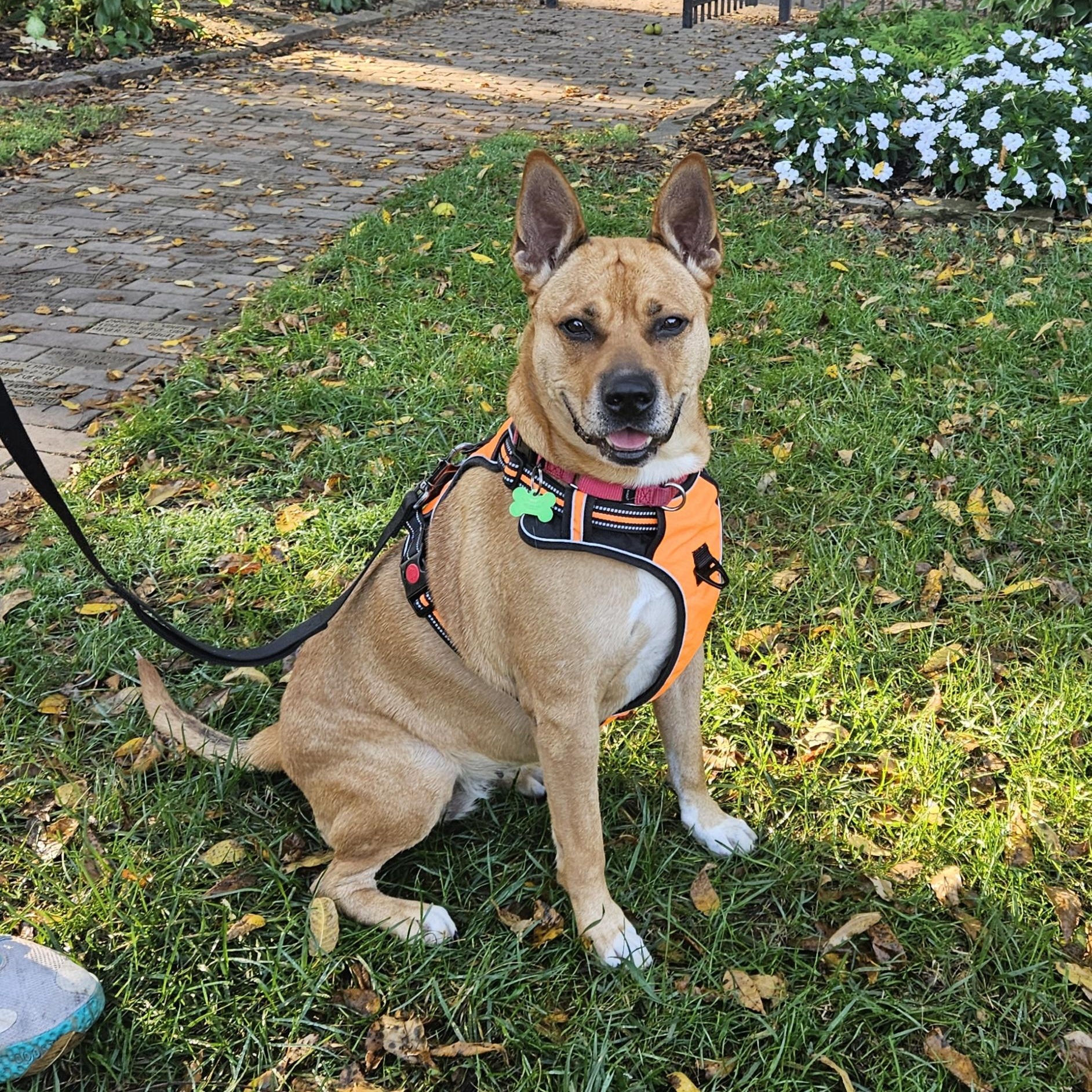 Enlarge Bella (PUPS FOR PAROLE GRADUATE), a Adoptable mixed breed in Springfield, MO image 5/6