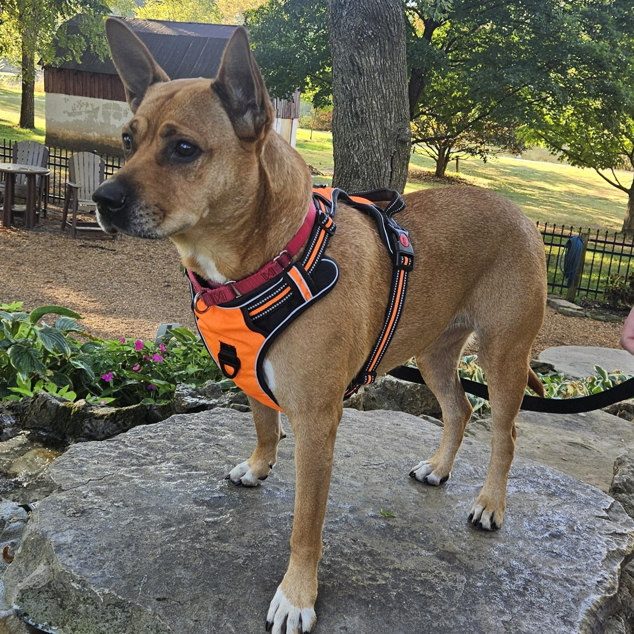 Enlarge Bella (PUPS FOR PAROLE GRADUATE), a Adoptable mixed breed in Springfield, MO image 2/6