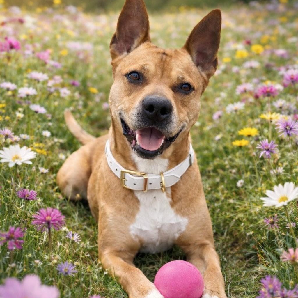 Bella (PUPS FOR PAROLE GRADUATE), Adoptable, Adult Female Carolina Dog.