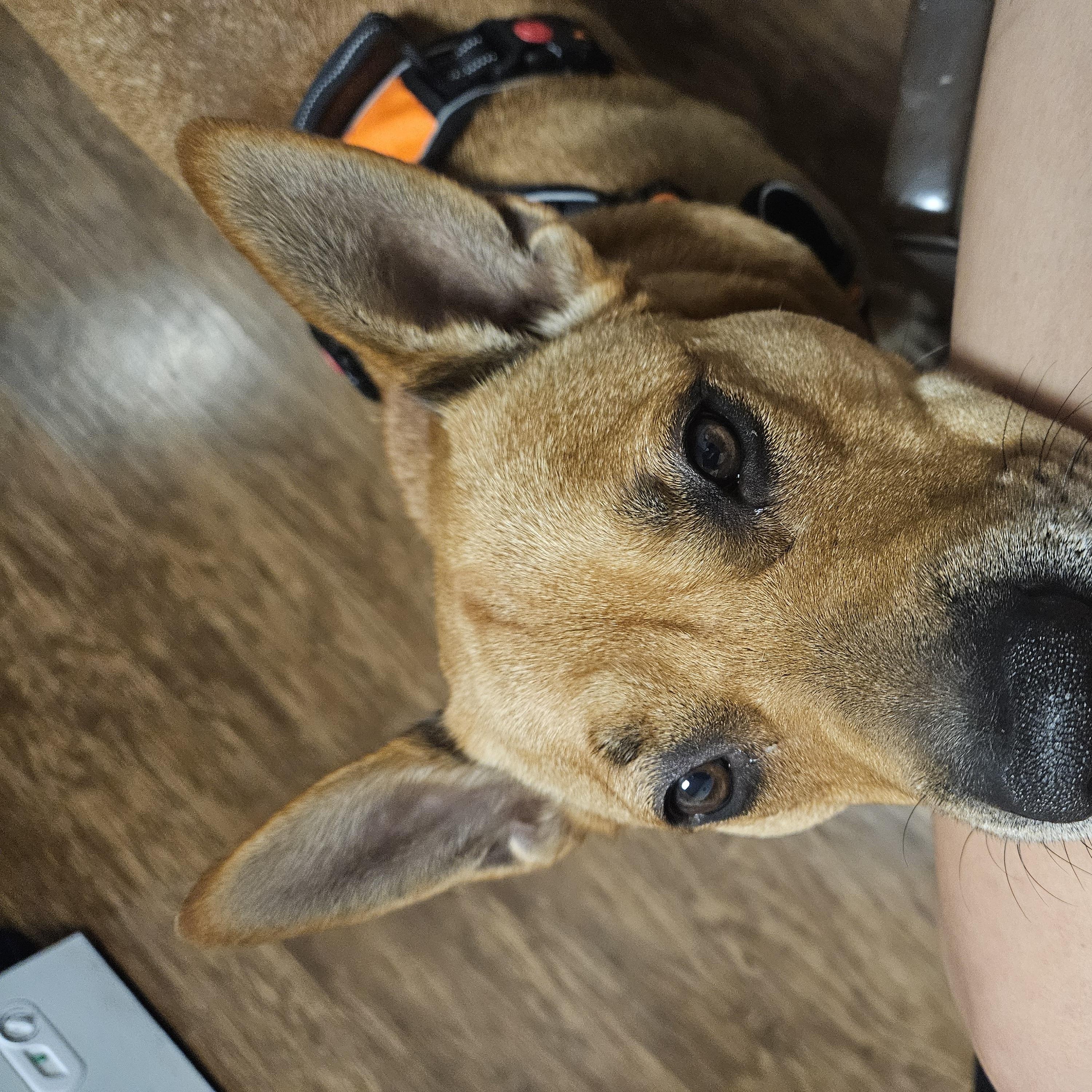 Enlarge Bella (PUPS FOR PAROLE GRADUATE), a Adoptable mixed breed in Springfield, MO image 6/6