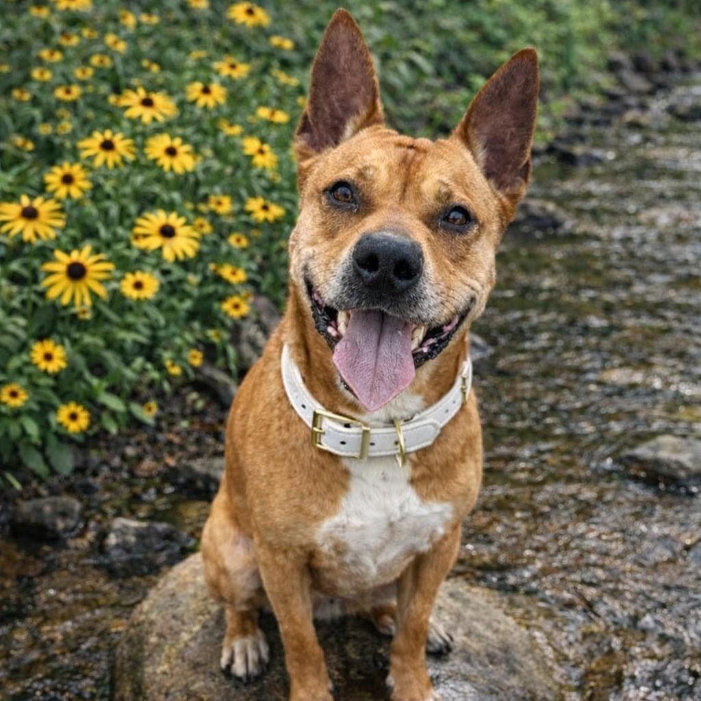 Enlarge Bella (PUPS FOR PAROLE GRADUATE), a Adoptable mixed breed in Springfield, MO image 3/6