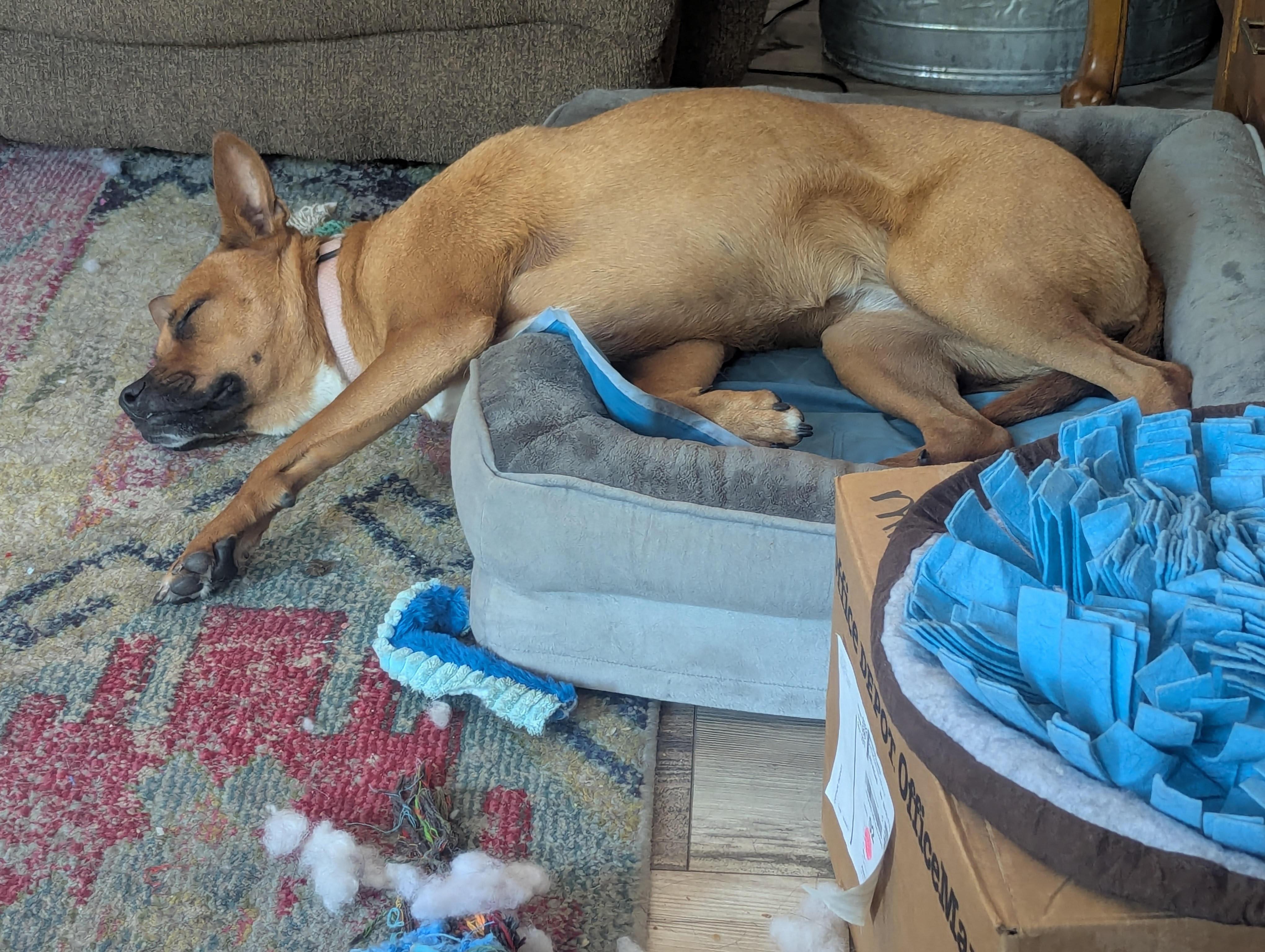 Pokey photo 4