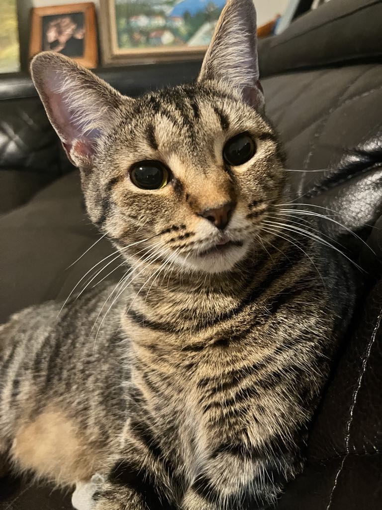 Borrina, a Adoptable mixed breed in Centerville, GA image 1/2