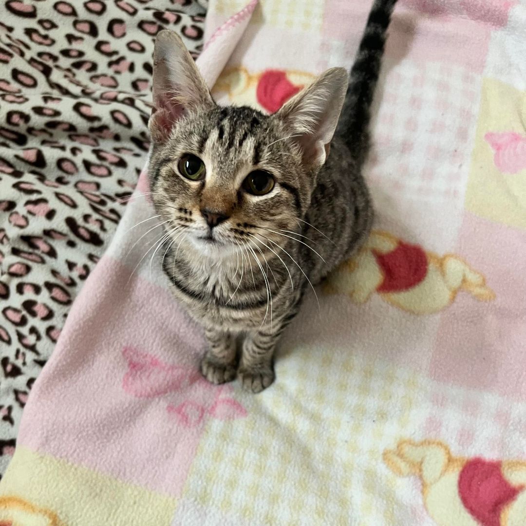 Borrina, Adoptable, Adult Female Domestic Short Hair.