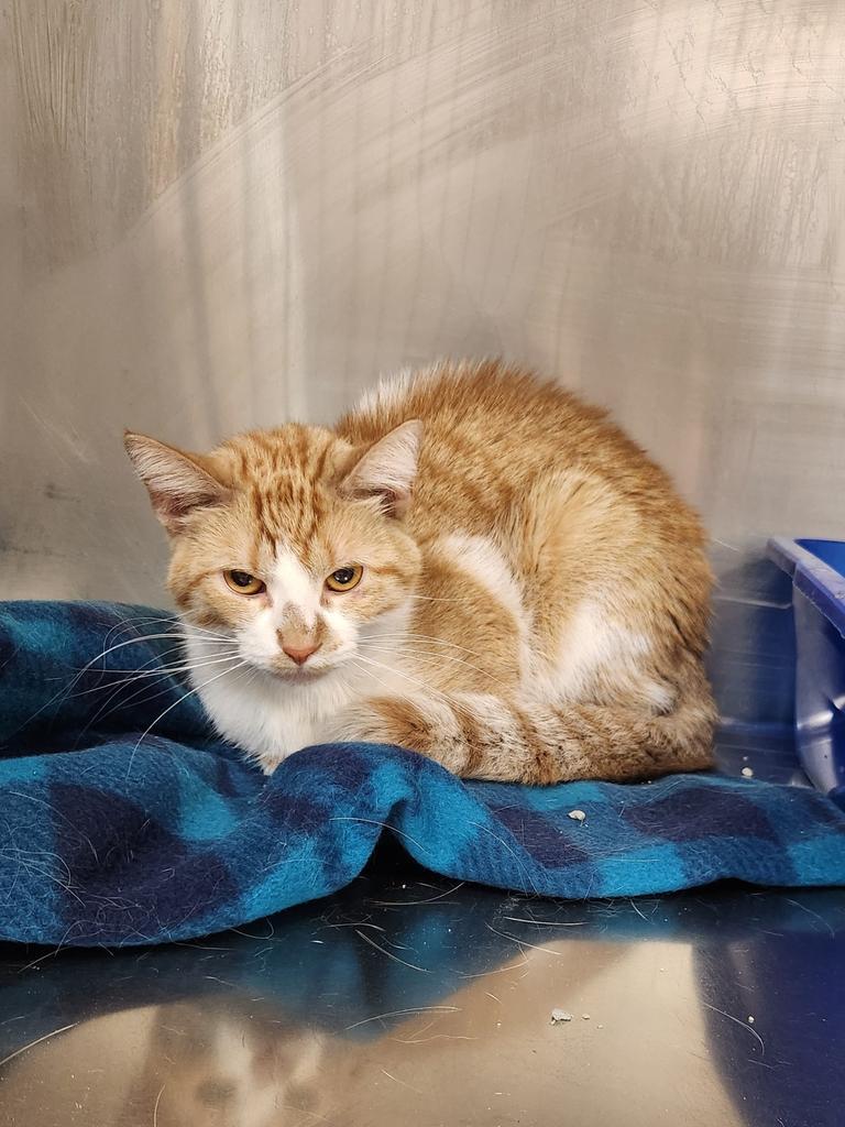 Spice-Working Cat, Adoptable, Young Female Domestic Short Hair.