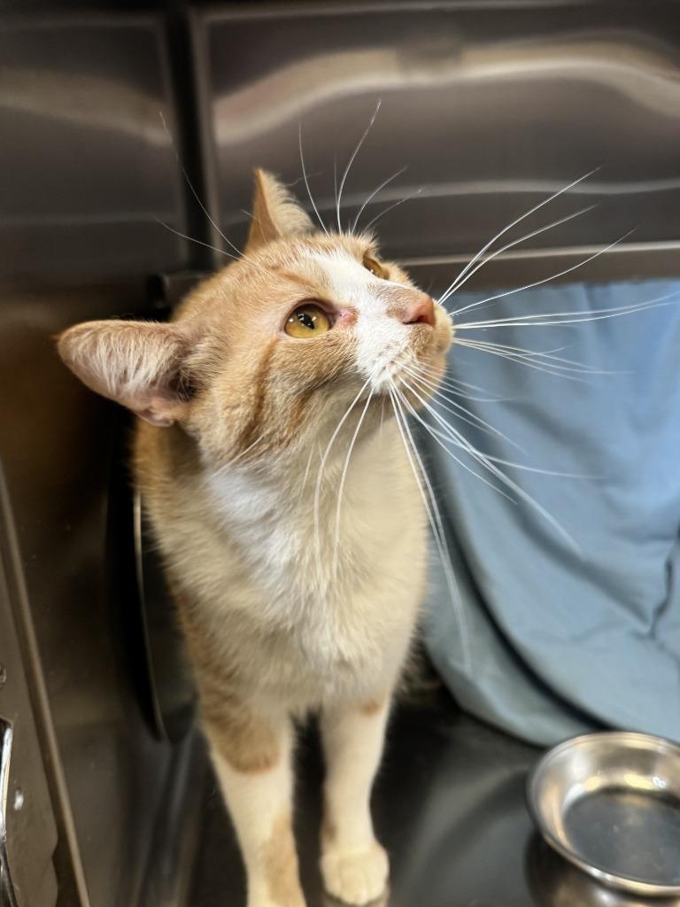 Spice, Adoptable, Young Female Domestic Short Hair.