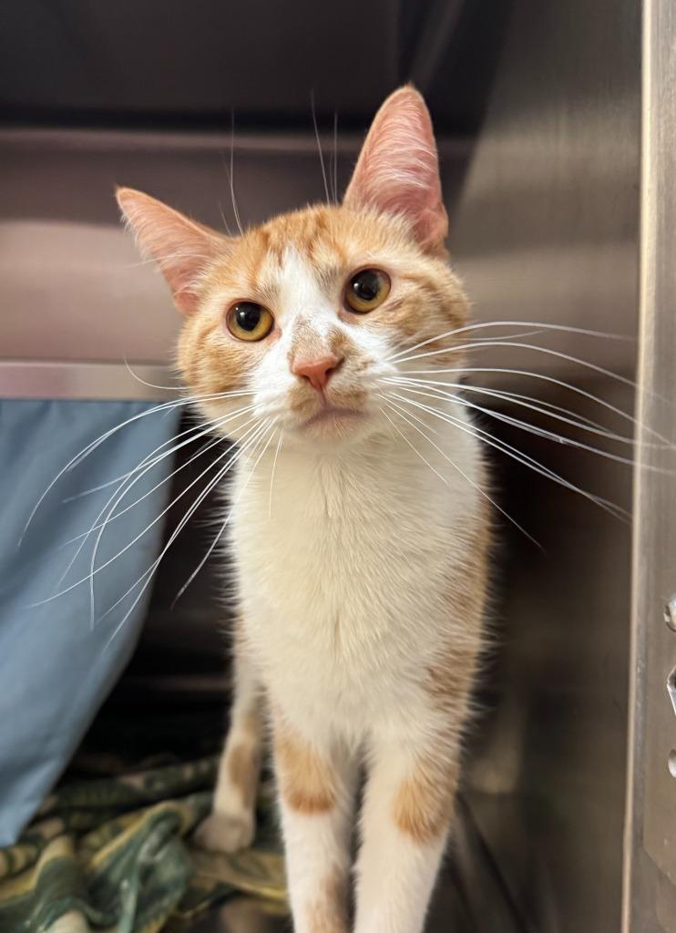 Enlarge Spice, a Adoptable mixed breed in Grand Forks, ND image 2/2