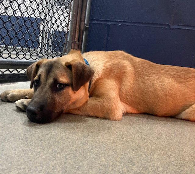 Enlarge Juno 5 months AVA 4/1, a Adoptable Shepherd in Sterling, MA image 1/1