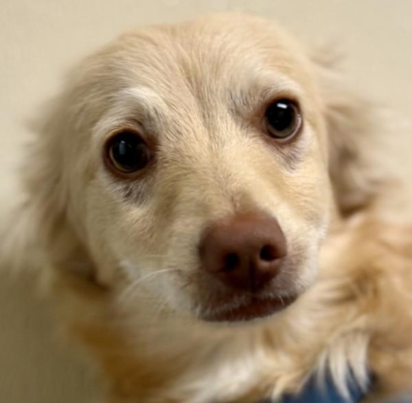 Butters, Adoptable, Puppy Male Spaniel & Chihuahua.