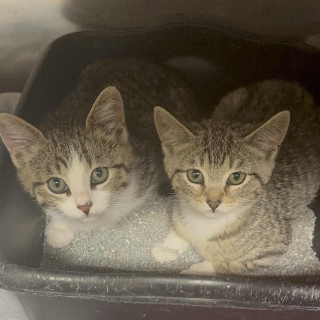 Chile, Adoptable, Kitten Female Domestic Short Hair.